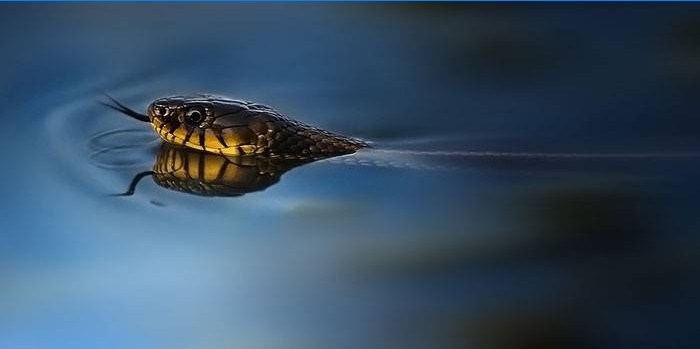 水の中のヘビ
