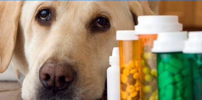 犬と薬